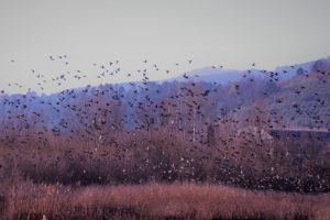 Bientina-padule-acquatici_Toscana-ambiente