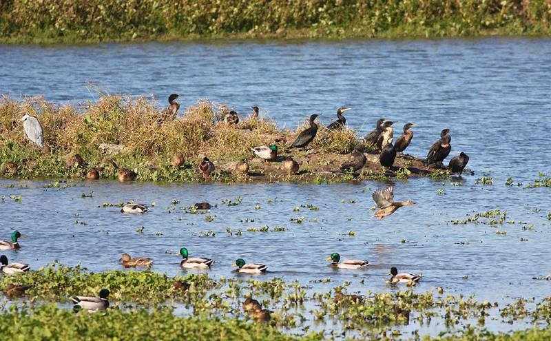 specie-padule_Toscana-ambiente