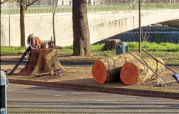 alberi-strage-giardino_Toscana-ambiente