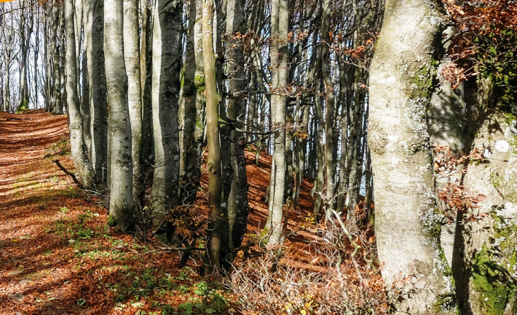 boschi-forestale-Wwf_Toscana-ambiente