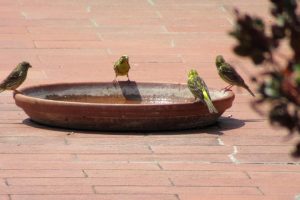 uccelli-Lipu-caldo_Toscana-ambiente