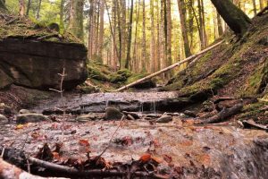 foreste-patrimonio_Toscana-ambiente