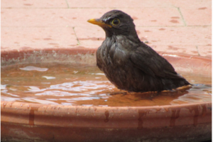 uccellino-ciotola-acqua_Toscana-ambiente