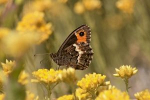 farfalle-impollinatori_Toscana-ambiente