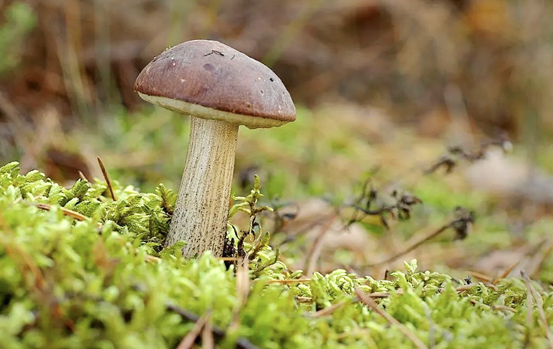 funghi-sovescio-cover-crops-Toscana-ambiente