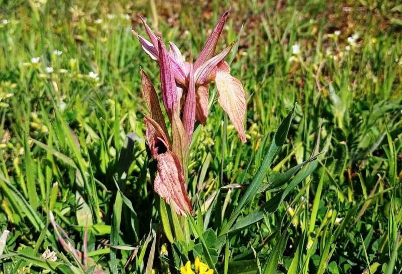 orchidea-selvatica-Calambrone_Toscana-ambiente