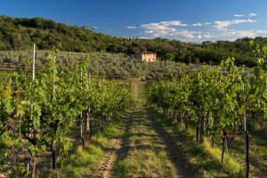 vigneti-agricoltura_Toscana-ambiente