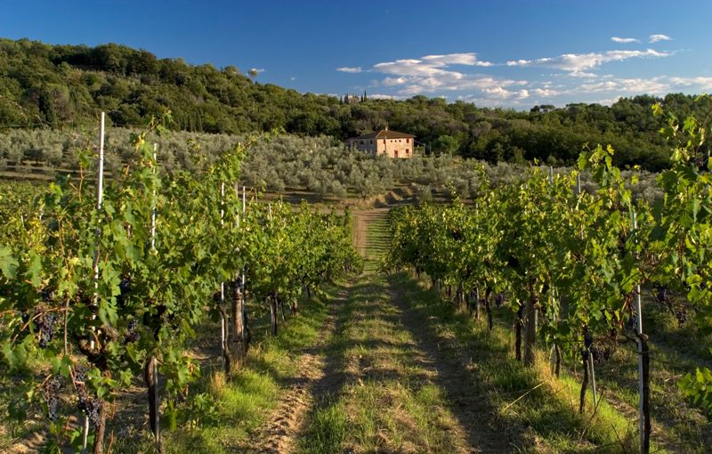 vigneti-agricoltura_Toscana-ambiente