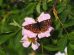 farfalle-Euphydryas_maturna_liebele_Toscana-ambiente