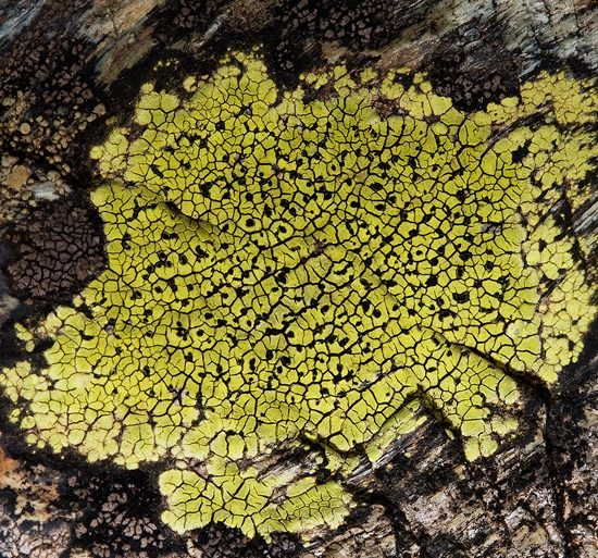 licheni-piante-beni-archeologici-pm-toscana-ambiente