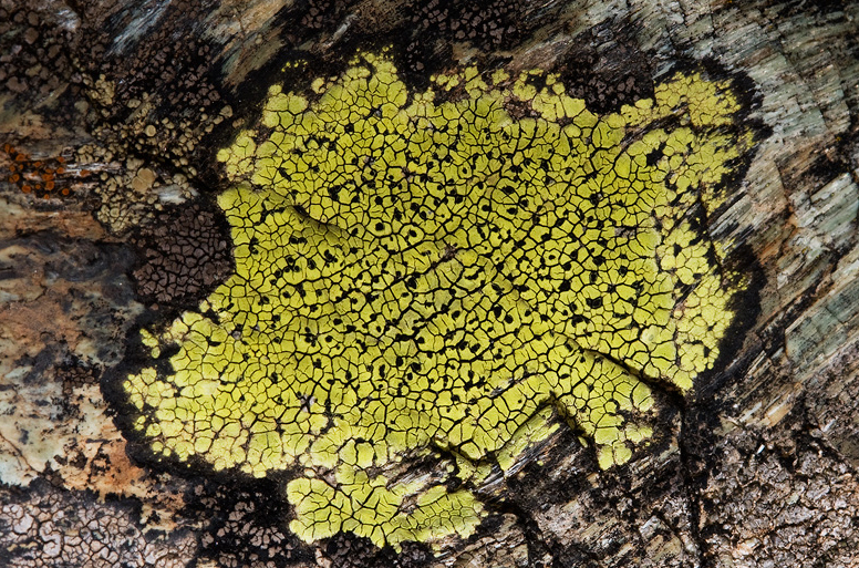 licheni-piante-beni-archeologici-pm-toscana-ambiente