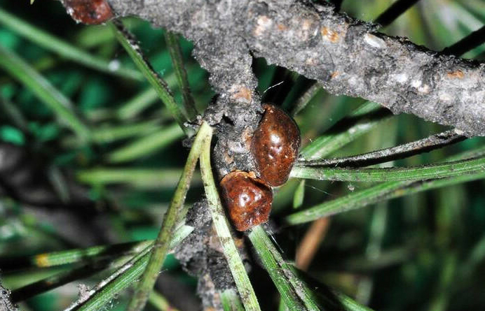 cocciniglia-tartaruga-pini-Pisa-Tirrenia-Toscana-ambiente