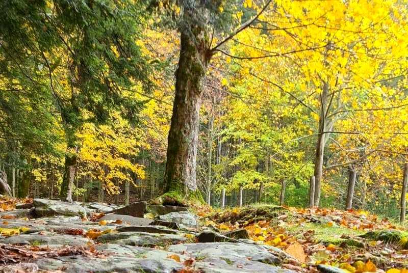 foresta-Vallombrosa_Toscana-ambiente