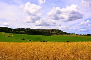 grano-distretti-biologici_Toscana-ambiente