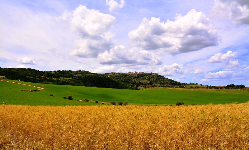 grano-distretti-biologici_Toscana-ambiente