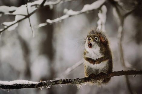 6-Valter-Bernardeschi-fotografia-natura-Toscana-Ambiente