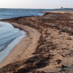 Posidonia-spiaggiata_Toscana-ambiente