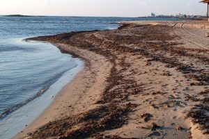 Posidonia-spiaggiata_Toscana-ambiente