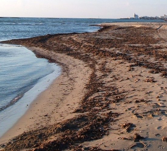 Posidonia-spiaggiata_Toscana-ambiente