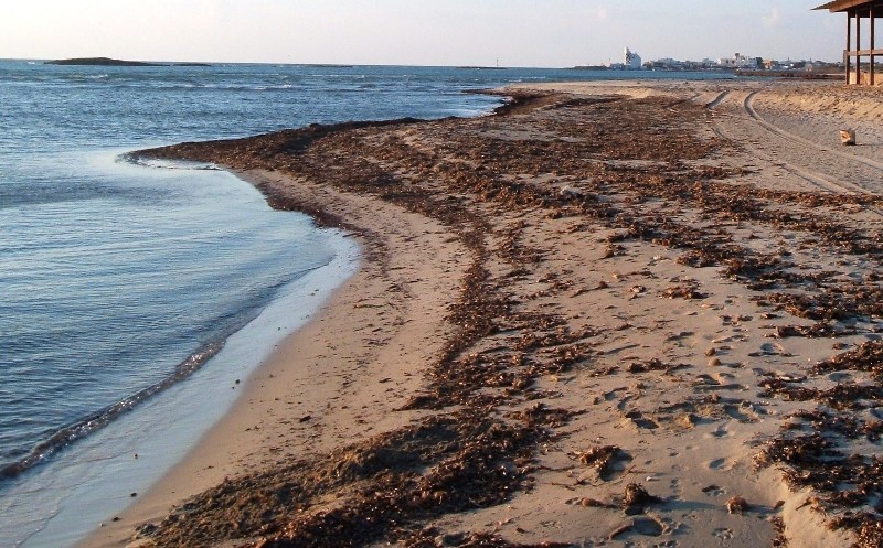 Posidonia-spiaggiata_Toscana-ambiente