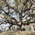 Quercia-streghe-alberi-monumentali_Toscana-ambiente