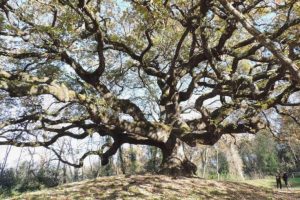 Quercia-streghe-alberi-monumentali_Toscana-ambiente