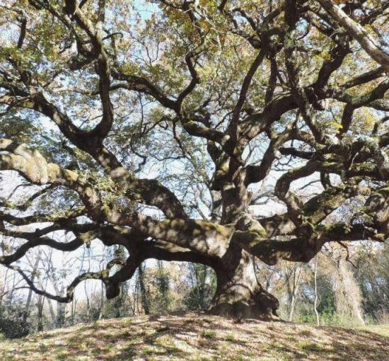 Quercia-streghe-alberi-monumentali_Toscana-ambiente