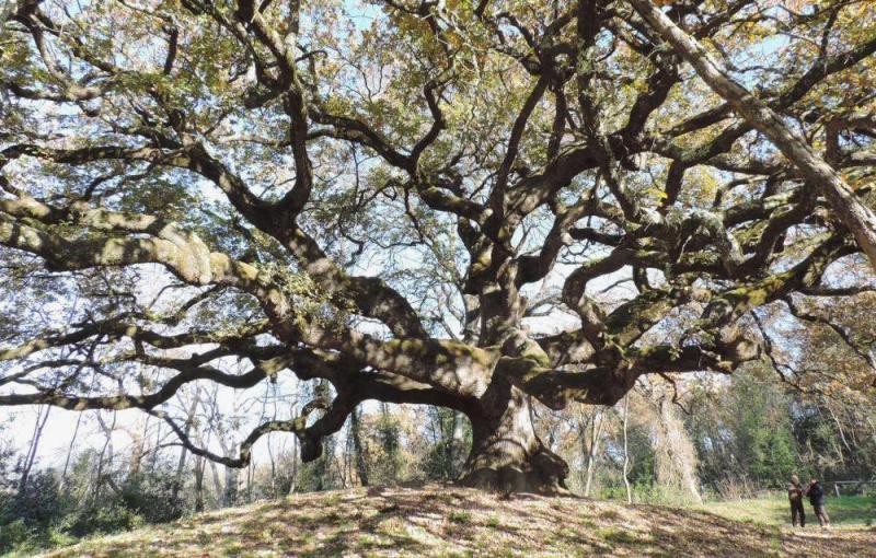 Quercia-streghe-alberi-monumentali_Toscana-ambiente