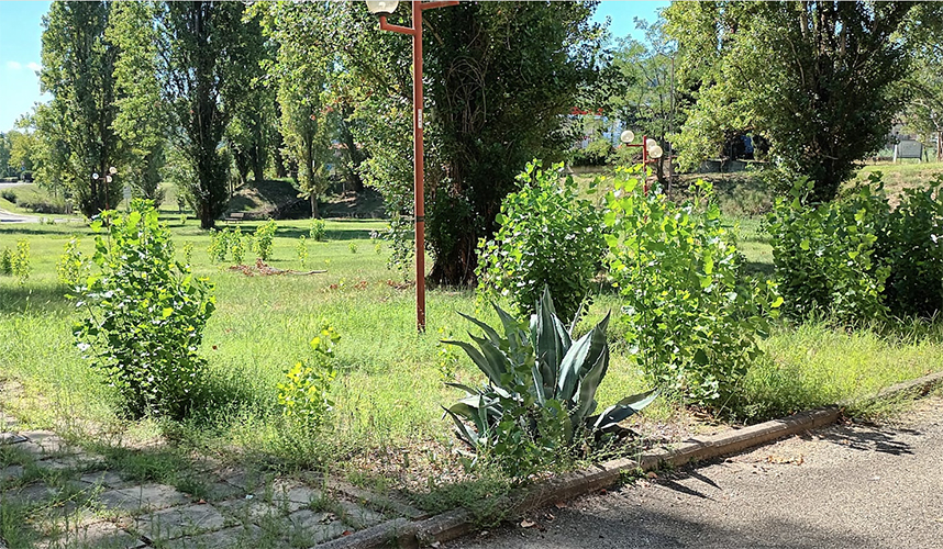 Area verde a Salceto (foto da Comitato Ambiente Siena)