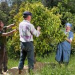 agricoltori-agricoltura-familiare_Toscana-ambiente