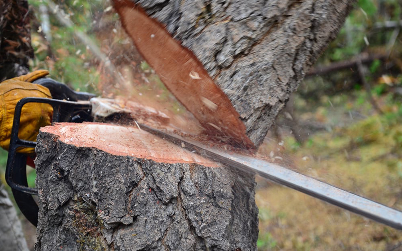 Montagnola-senese-taglio-alberi-deforestazione-Toscana-ambiente