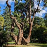 alberi-monumentali-censimento-cedro_Toscana-ambiente