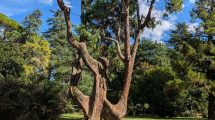 alberi-monumentali-censimento-cedro_Toscana-ambiente