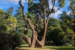 alberi-monumentali-censimento-cedro_Toscana-ambiente