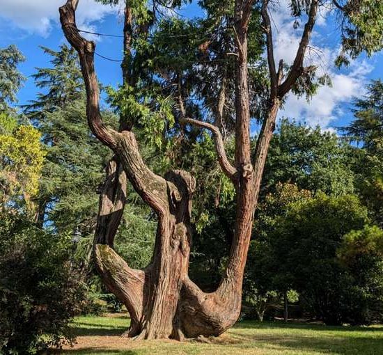 alberi-monumentali-censimento-cedro_Toscana-ambiente