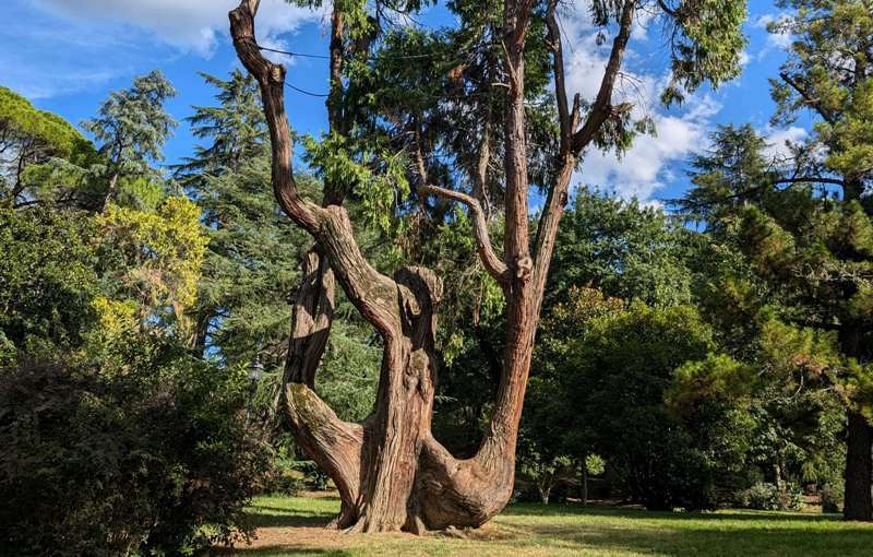 alberi-monumentali-censimento-cedro_Toscana-ambiente