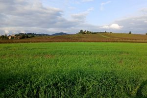 campagna-paesaggio-degrado_Toscana-ambiente