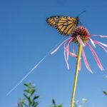 farfalle-Monarca_Toscana-ambiente