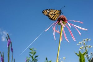 farfalle-Monarca_Toscana-ambiente