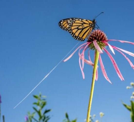 farfalle-Monarca_Toscana-ambiente