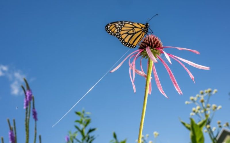 farfalle-Monarca_Toscana-ambiente