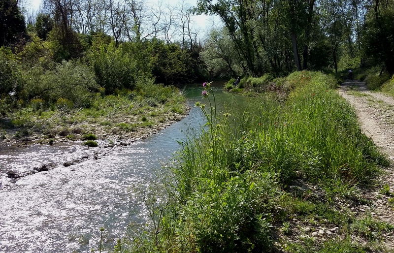 argini-fioriti-fiumi_Toscana-ambiente