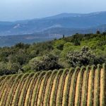 distretto-biologico-Montecucco_Toscana-ambiente