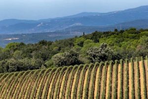 distretto-biologico-Montecucco_Toscana-ambiente