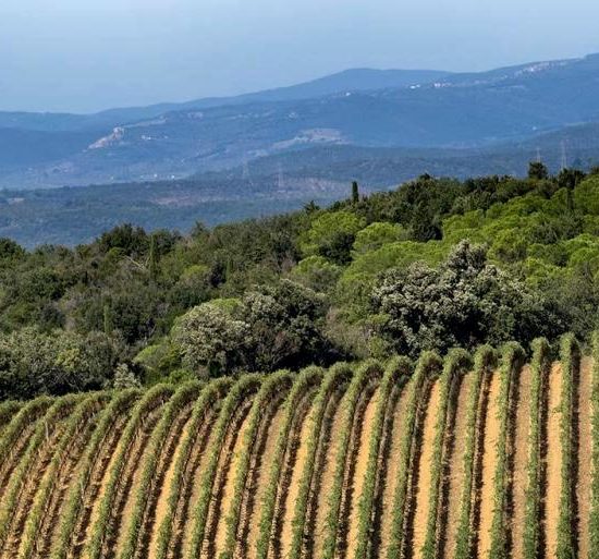 distretto-biologico-Montecucco_Toscana-ambiente