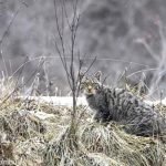 gatto-selvatico-biodiversity_Toscana-ambiente