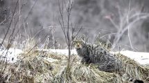 gatto-selvatico-biodiversity_Toscana-ambiente