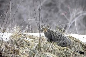 gatto-selvatico-biodiversity_Toscana-ambiente