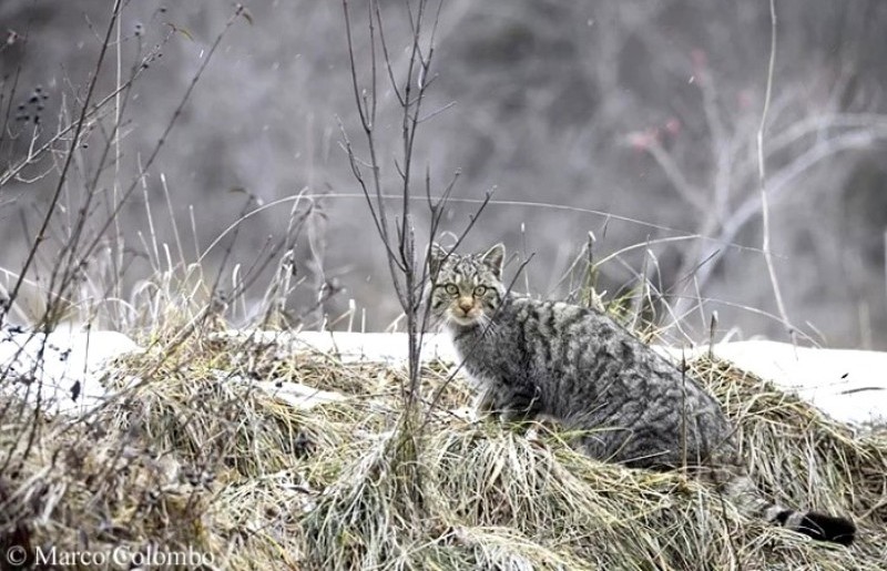 gatto-selvatico-biodiversity_Toscana-ambiente