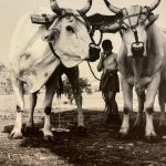 società-rurale-contadini_Toscana-ambiente